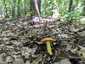 Aranyos galambgomba (Russula aurea), Mátra